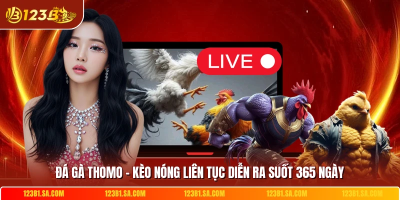 Da Ga Thomo Keo Nong Lien Tuc Dien Ra Suot 365 Ngay