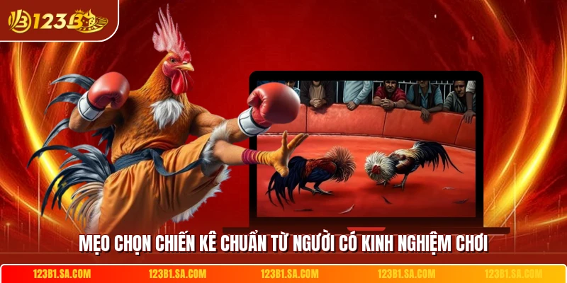 Mẹo chọn chiến kê chuẩn từ người có kinh nghiệm chơi