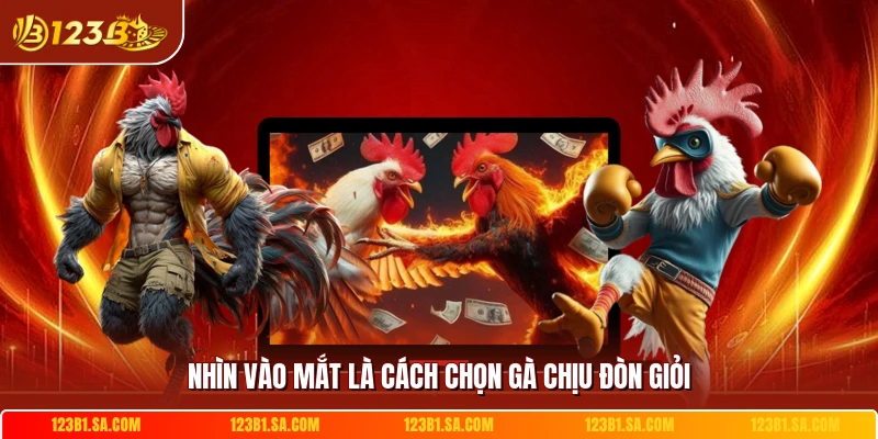 Nhìn vào mắt là cách chọn gà chịu đòn giỏi